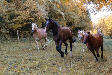 Horses. Beautiful horses gallop along green grass.の写真素材