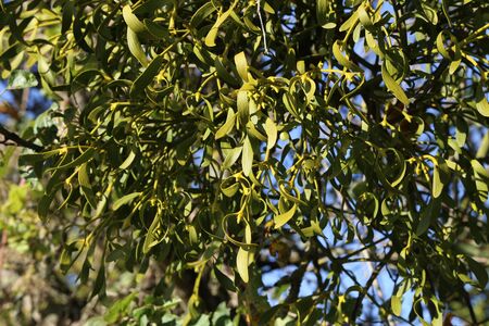 Hemiparasitic shrubs of mistletoe on tree branches. Common European mistletoe Viscum album growing on the branches of tree.の写真素材