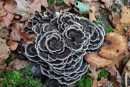 Trametes versicolor also known as Coriolus versicolor and Polyporus versicolorの写真素材