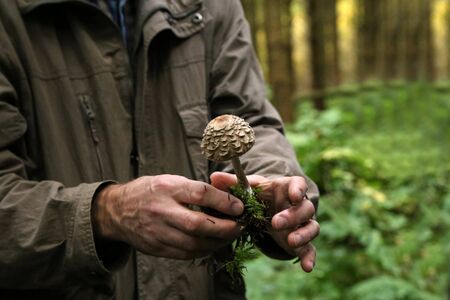 Mycologist demonstrates and talks about various forest mushroomsの写真素材