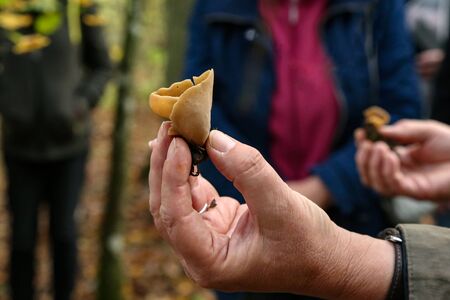 Mycologist demonstrates and talks about various forest mushrooms.の写真素材
