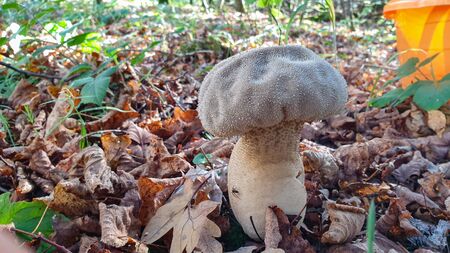 Common puffball mushroom - Lycoperdon perlatum - growing in forest close up.