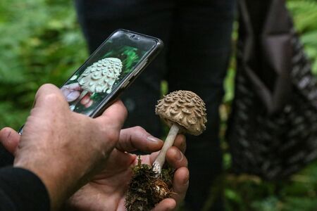 Mushroom picker photographs an unfamiliar mushroom with a mobile phone.の写真素材