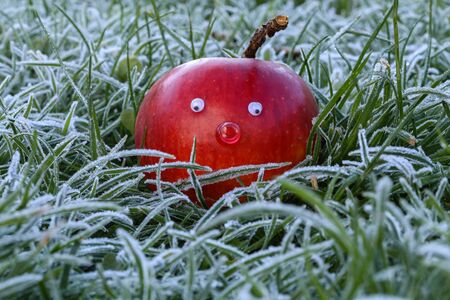Frosty morning. Beautiful red apple in hoarfrost covered grass.の写真素材