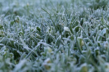 Frosty morning. Dew and drizzle on the grass.の写真素材