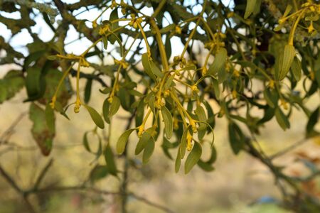 Fruit tree with mistletoe in the treetopの写真素材
