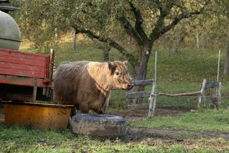 Young Highland cow in a farmers farm.の写真素材