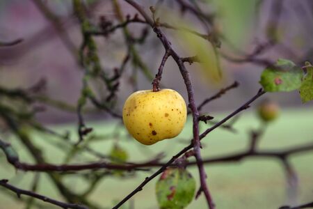 The last apple hangs on a tree in autumnの写真素材