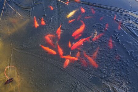 Goldfish under the ice of a frozen pond.の写真素材