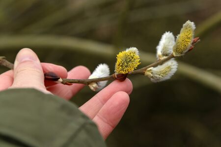 Blooming willow twig in human handsの写真素材