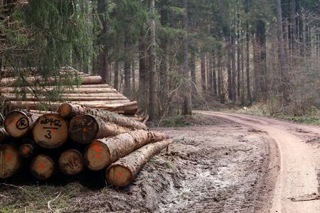 Freshly cut trees in the forest, on the side of a forest road.