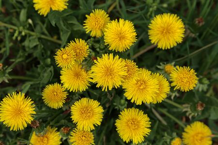 Bright flowers dandelions on background of green spring meadows.