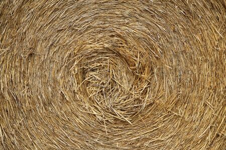 The texture of the pressed straw roll close-up. Background for agricultural subjects.の写真素材