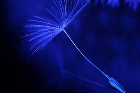 Dandelion seeds backlit in blue on a black background.
