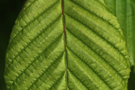 Close-up of a green leaf with ribs.