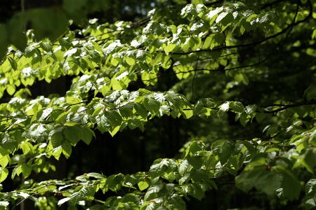 Young green leaves in the forest in spring.