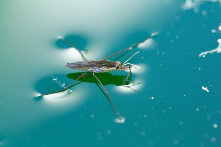 Gerris lacustris, commonly known as the common pond skater or common water striderの写真素材