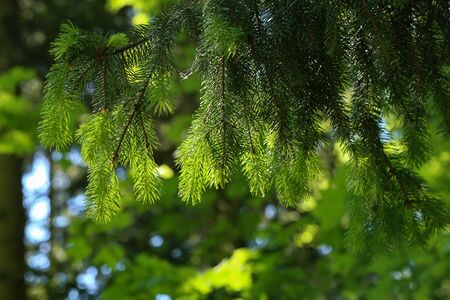 Spruce branches in the forest in sunlight.の写真素材
