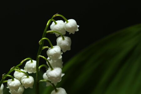Lilies of the valley on a dark background.の写真素材