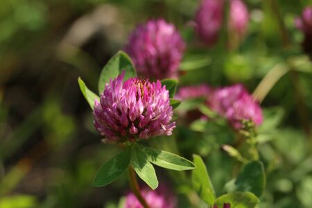 Clover flowers on blurred green meadow background.の写真素材