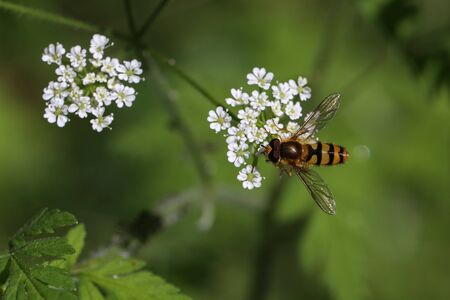 Beautiful Hoverfly on a white flower in the forest.の写真素材