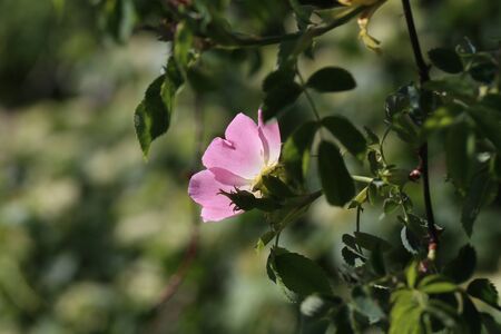 The wild rose Bush blooms in the spring. Bright beautiful rosehip flowers in a delicate pink color of pastel tones.の写真素材