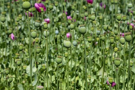 Poppys Flowers and poppy boxes in the garden.の写真素材