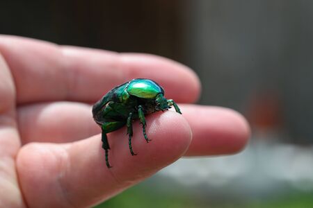 Macro photo of Cetonia Aurata on hand.の写真素材