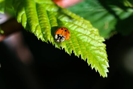 Ladybug on green leaf in a sunny day.