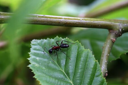 Black ant runs on a green leaf.の写真素材