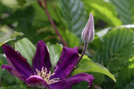Flower bud against the background of green leaves.の写真素材