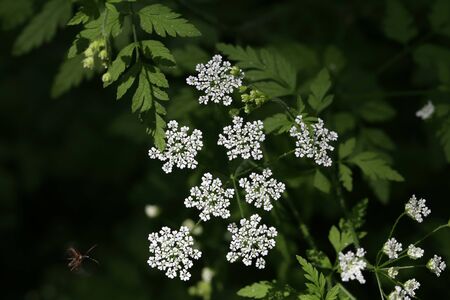 Small white flowers bloom in the forest in spring.