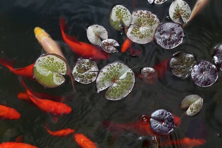 Beautiful goldfish swim in the garden pond.の写真素材