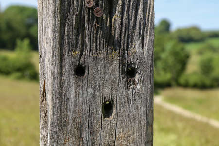 Wooden post with holes in the shape of a human face