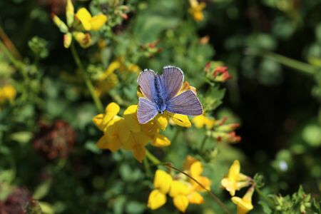 Purple butterfly sits on yellow flowers