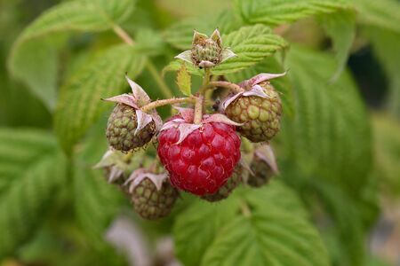 Raspberry berries ripen on a branch of a bush.