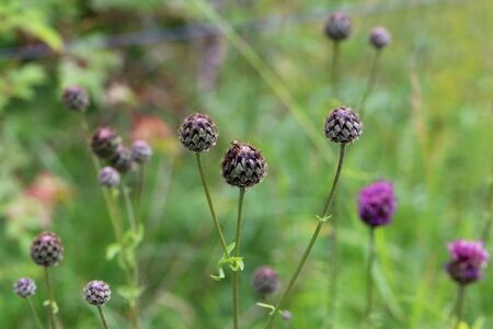 Purple flower of a thistle in an urban garden.の写真素材