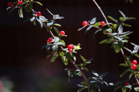 Beautiful poisonous wolf berries photographed on a background of green sheets.