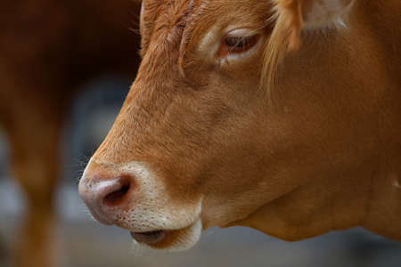 Cow head of a red cow grazing in a meadow.の写真素材
