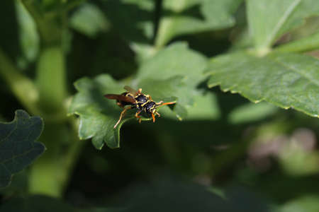 Wasp sits on a green leaf in the garden.
