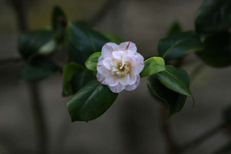 Beautiful white rose on a green tree branch.の写真素材