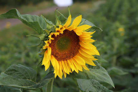 Yellow sunflower in a field on a green background.の写真素材