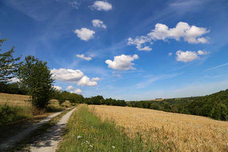 Summer landscape with wheat fields and beautiful sky.の写真素材