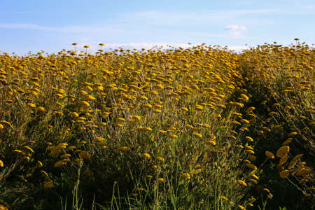 A field of yellow tansy flowers goes to the sky
