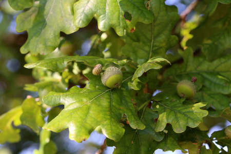 Oak branch with green leaves and acorns