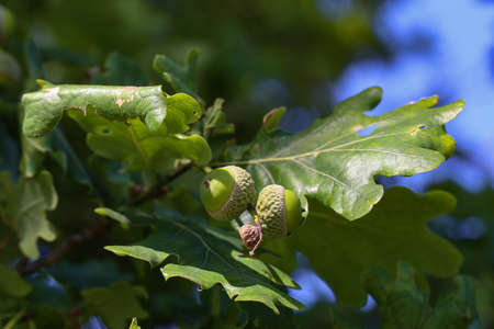 Oak branch with green leaves and acorns