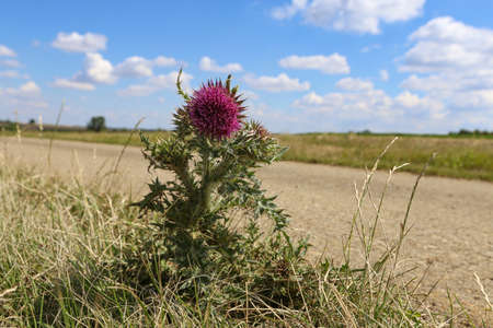 Flowering bush of the Thistle on the side of the roadの写真素材