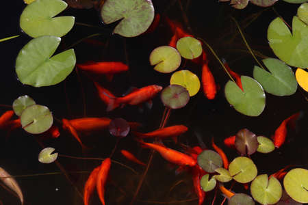 Beautiful goldfish swim in the garden pond.の写真素材