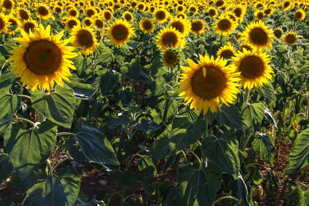 Yellow sunflower in a field on a green background.の写真素材