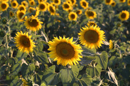 Yellow sunflower in a field on a green background.の写真素材